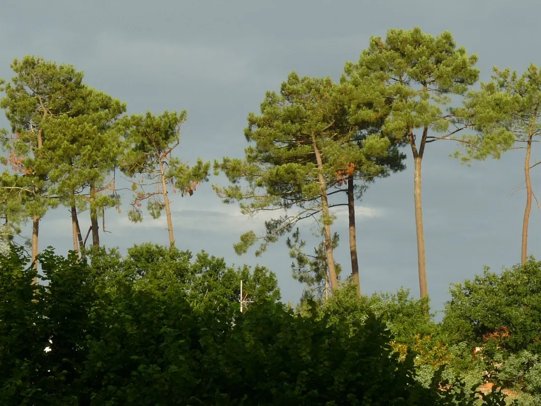 Cimes de pins maritimes au-dessus d'une végétation dense, à Mimizan