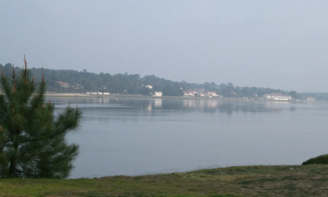 Pin maritime et pelouse au bord du lac d'Hossegor