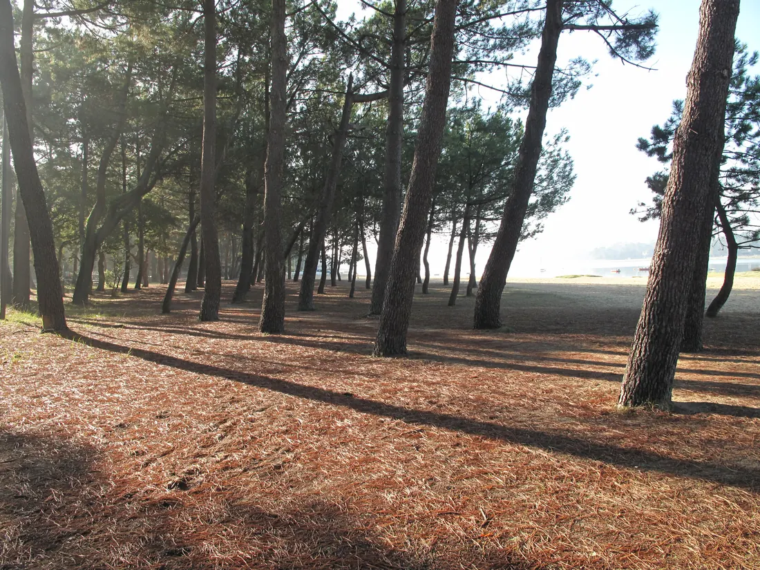 Sous-bois de pins maritimes sur un tapis d'aiguilles, plage de la Paloumère au lac d'Hossegor